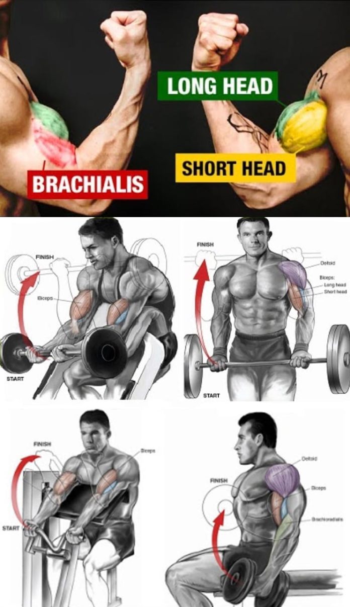 Tutorial Biceps Workout Guide