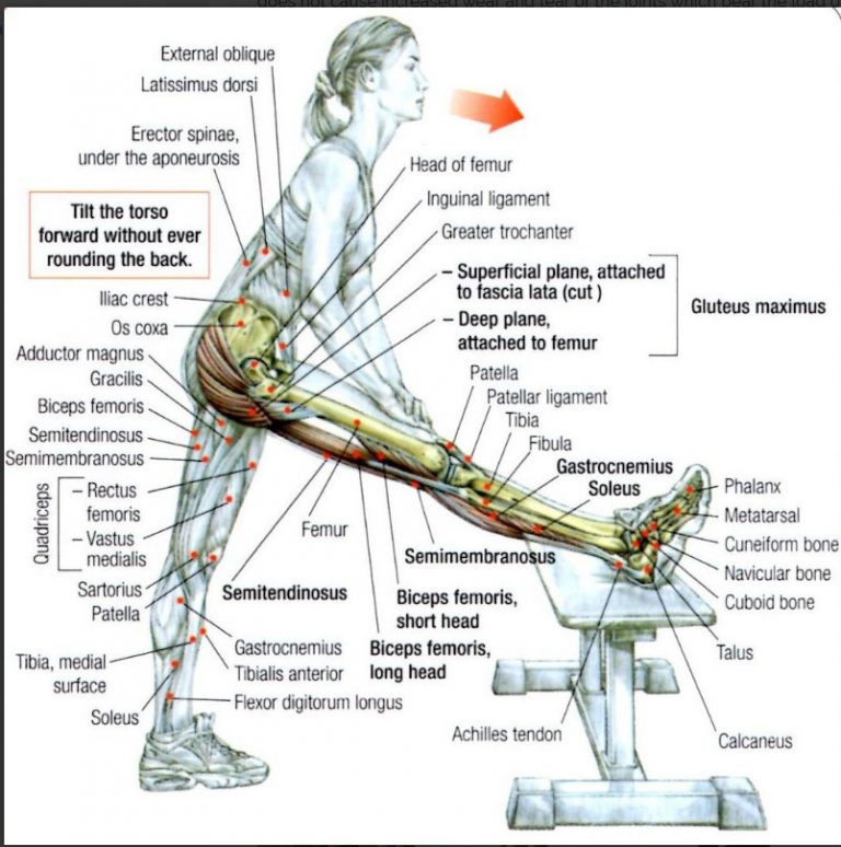 Muscle structure for stretching