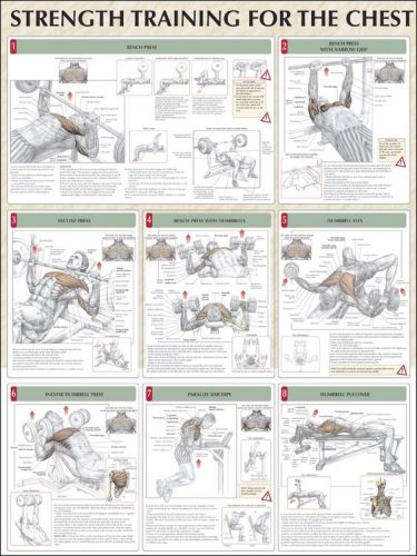 Strenght training for the chest!