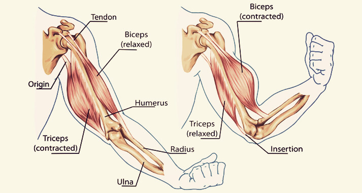 Movement of the arm and hand muscles