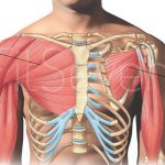 Chest muscle