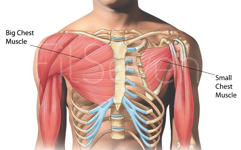 Chest Exercises