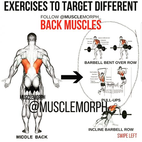 Back muscles exercises