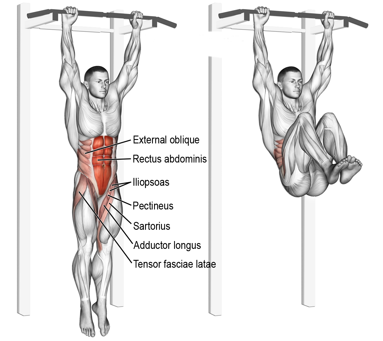 Hanging leg and hip raise exercise