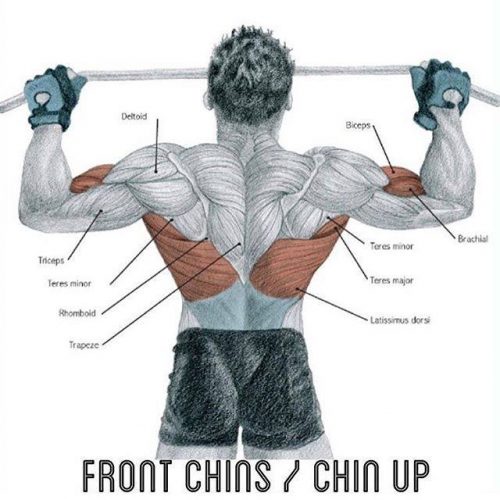 front chins /chin up