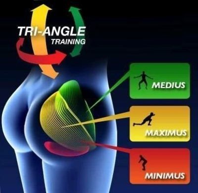 Anatomy Of The Glutes