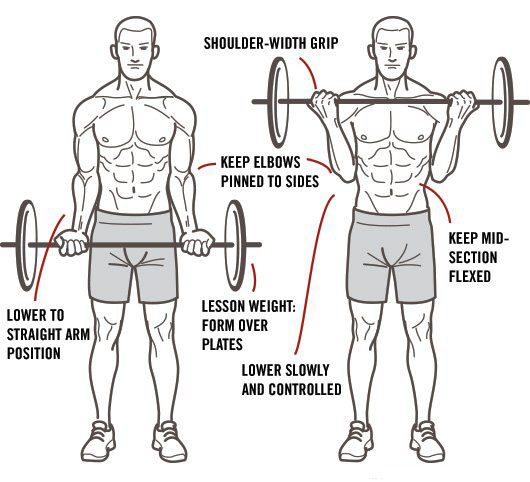 Сorrect exercises: ascent to the bicep