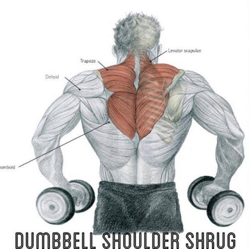 dumbell shoulder shrug