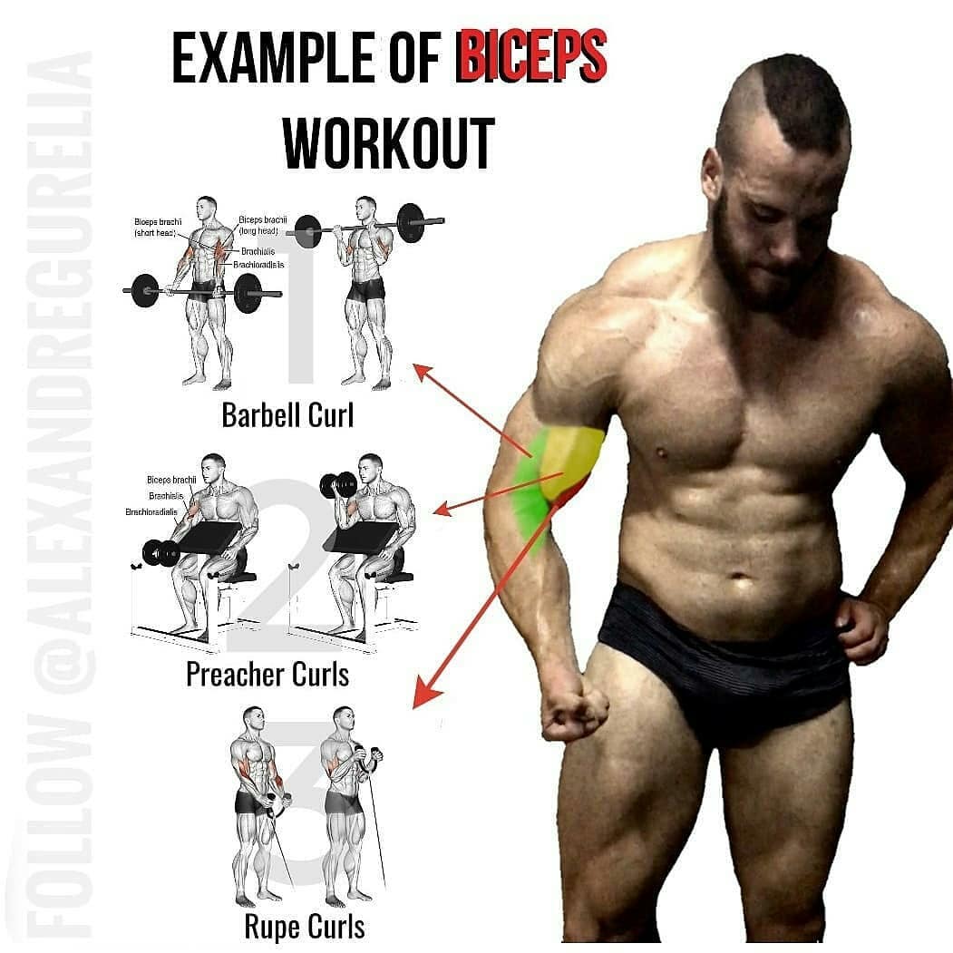 training biceps exercises