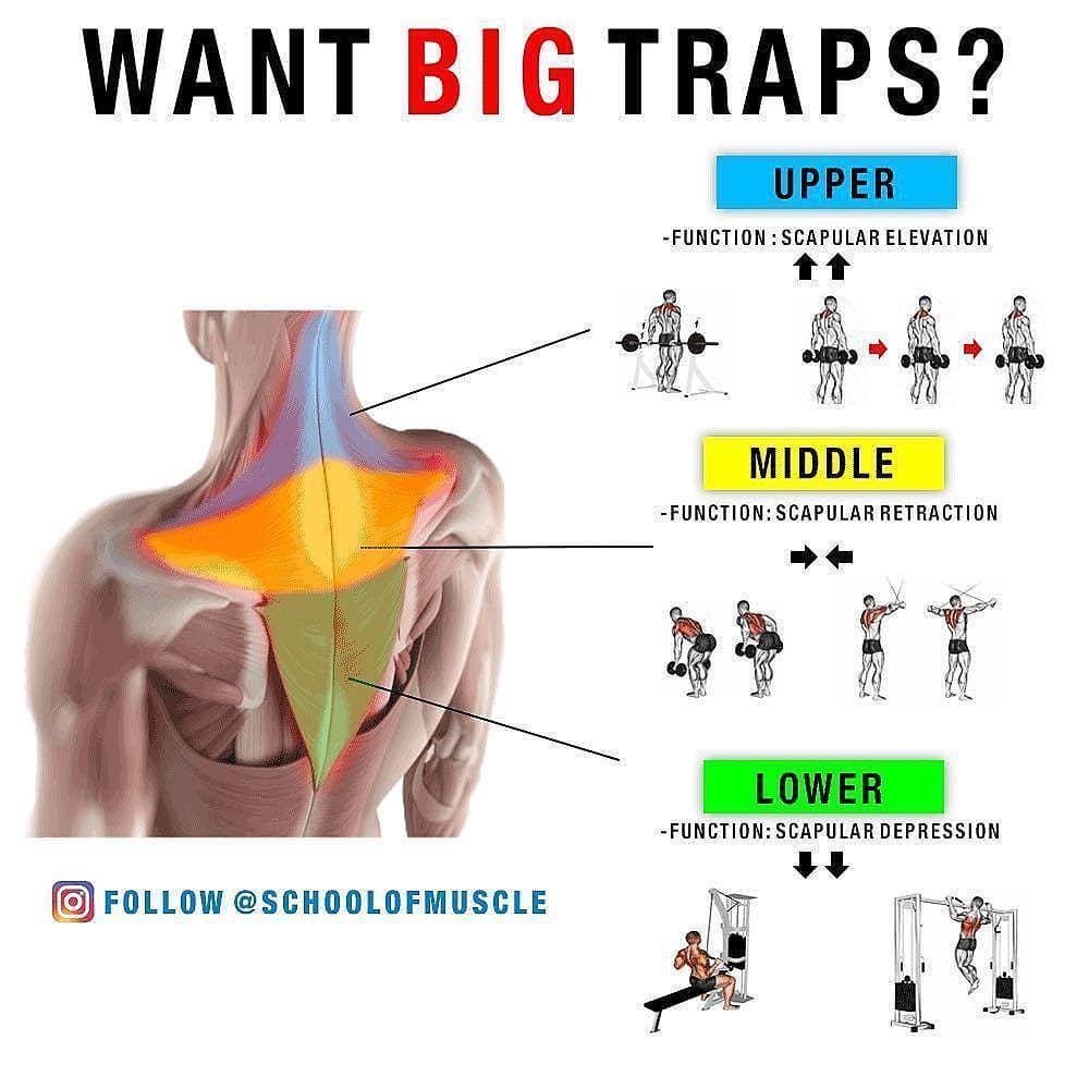Want big traps