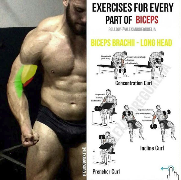 training biceps