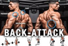 Back Exercises – Attack Huge Back & Training Programs Attack Huge Back