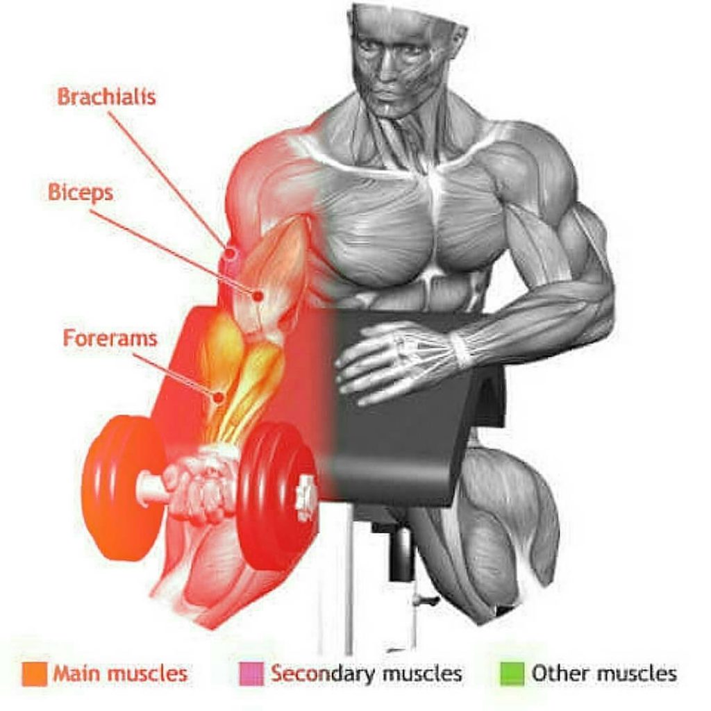 Workout on Your Biceps & Dumbbell lifts