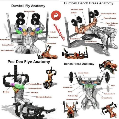 combination of exercises for chest