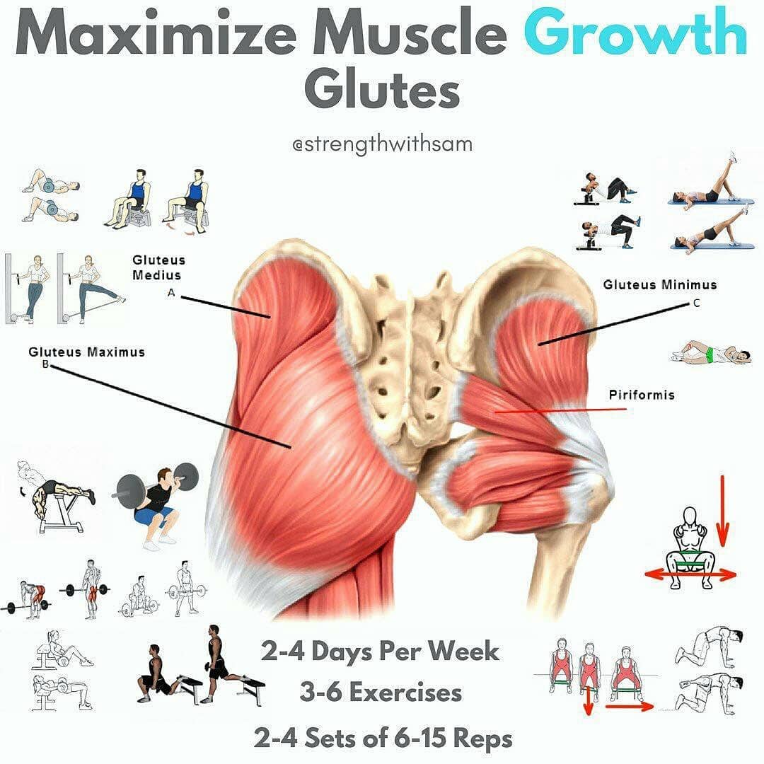 muscle growth glutes
