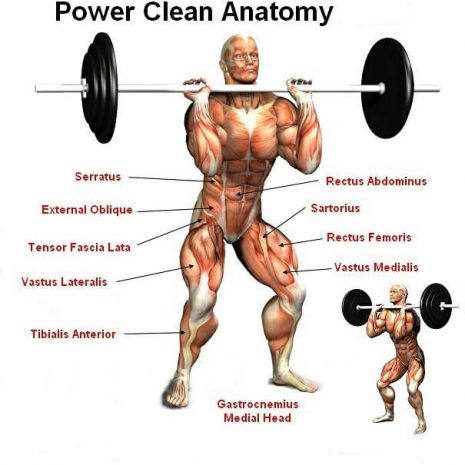 Snatch Real Anatomy