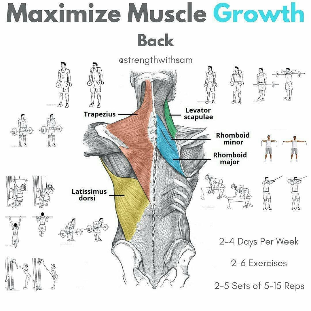 Maximize muscle growth