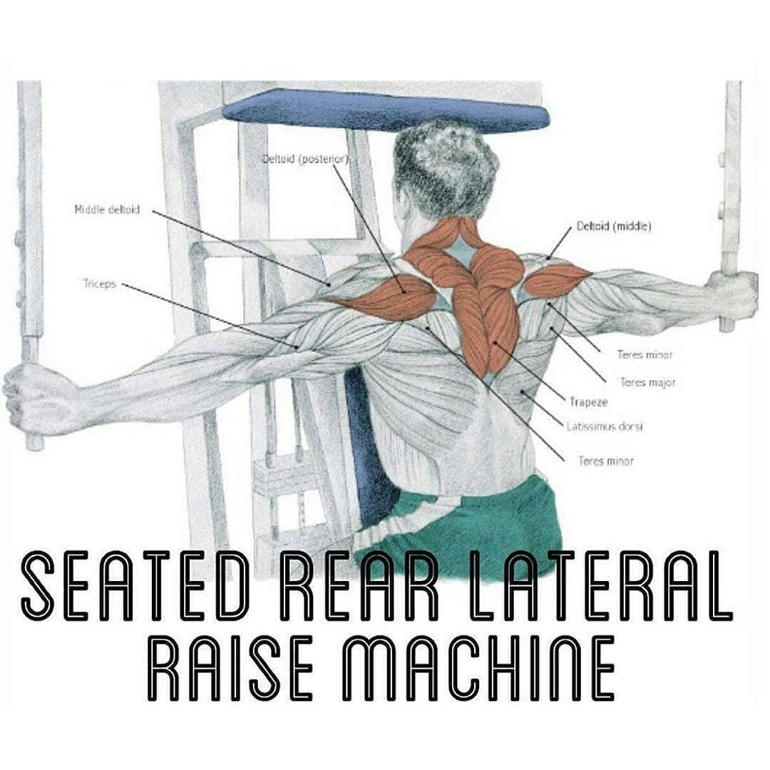 Seated Rear lateral raise mashine