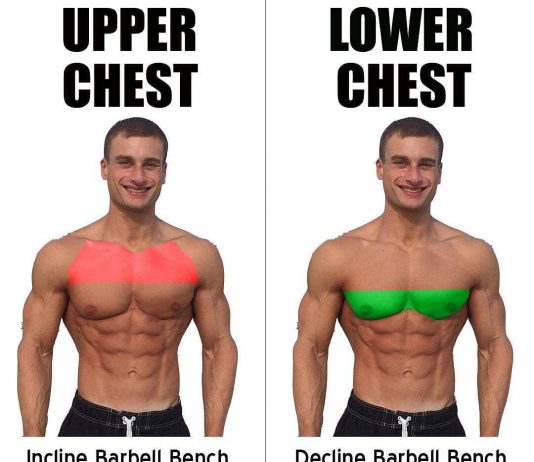 Upper Chest & Lower Chest