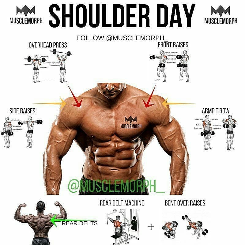 The Ultimate Shoulder Workouts Anatomy Exercice Muscu - vrogue.co