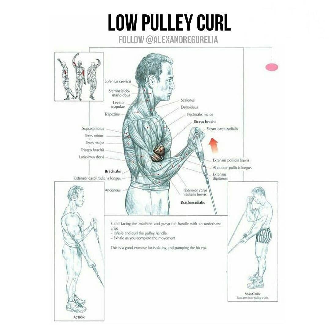 Low pulley curl 