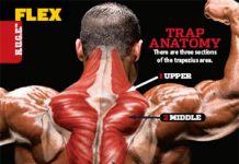 🔥The Best Trap Workouts & Exercise Guides Best Trap Workouts