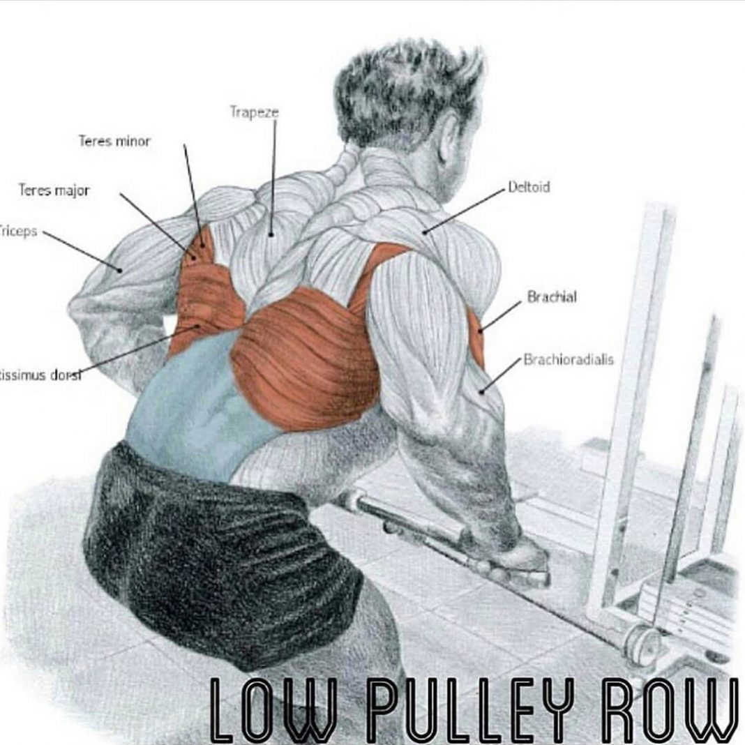 How to Low Pulley Row for Back Videos & Guides