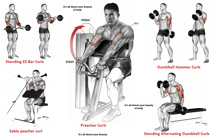 How to different biceps curl exercises 