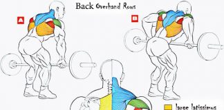 Overhand Rows consists of the following muscles