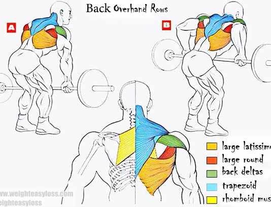 Overhand Rows consists of the following muscles