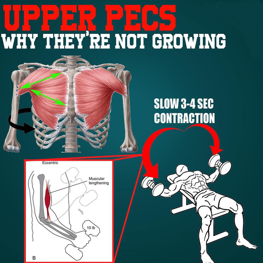 Upper  Pecs Why They're Not Growing