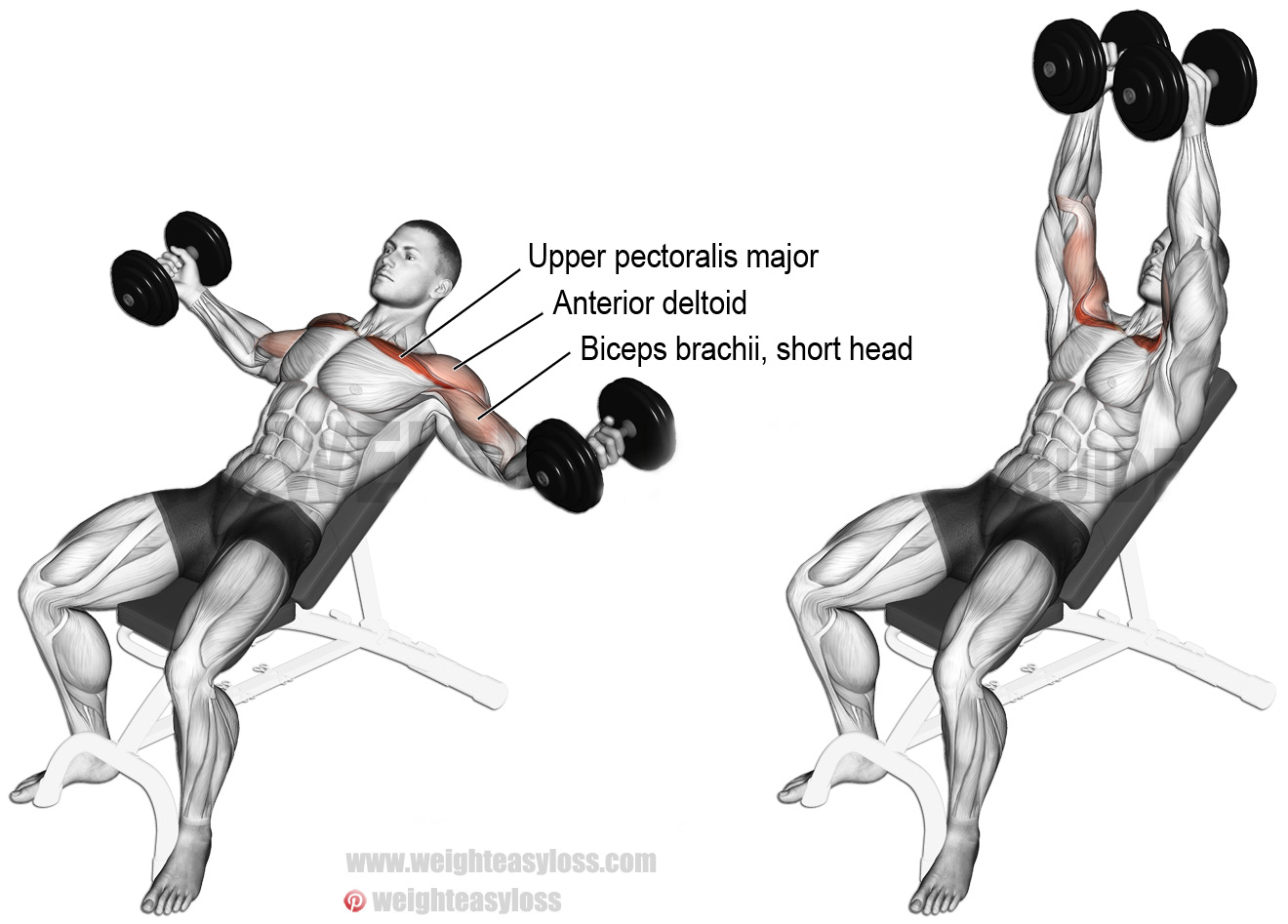 Executing Dumbbell Flyes 