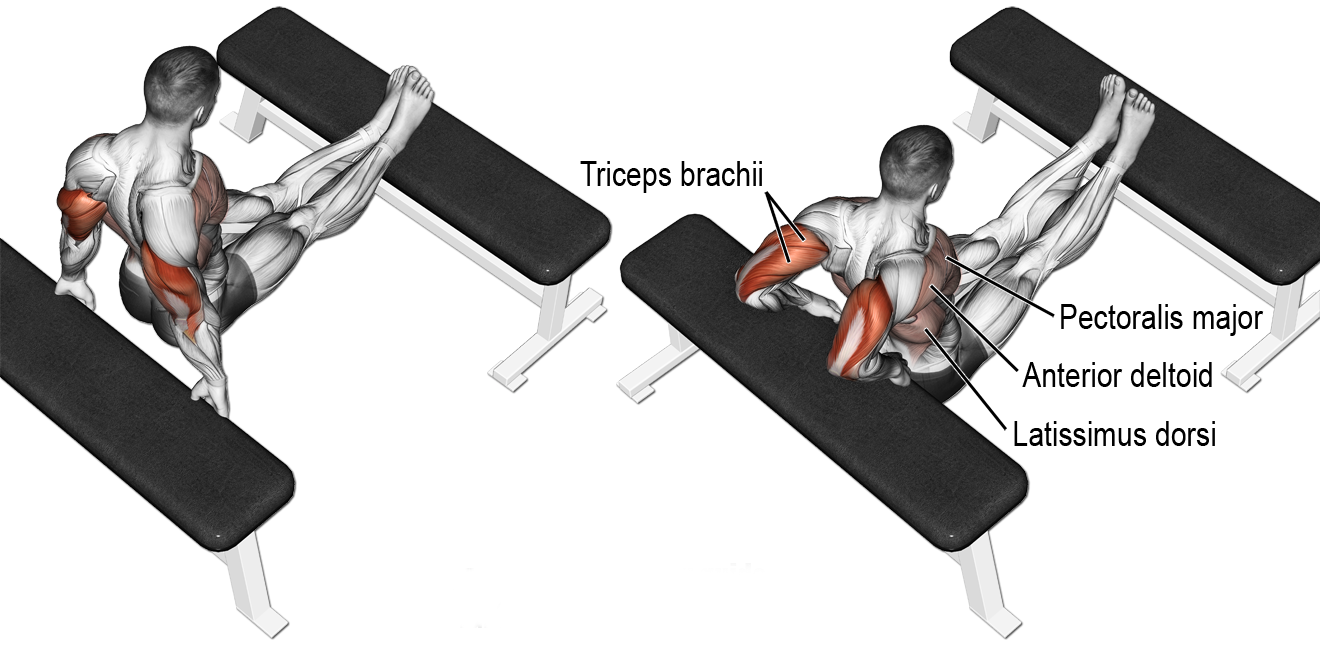How to Tricep Dips on Bench