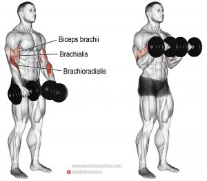 How to Dumbbell Reverse Curl | Videos & Guides - weighteasyloss.com