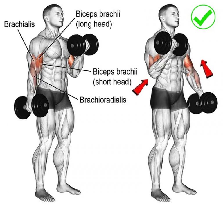 How To Do Dumbbell Curl Techniques Tutorial Program Workout 4579