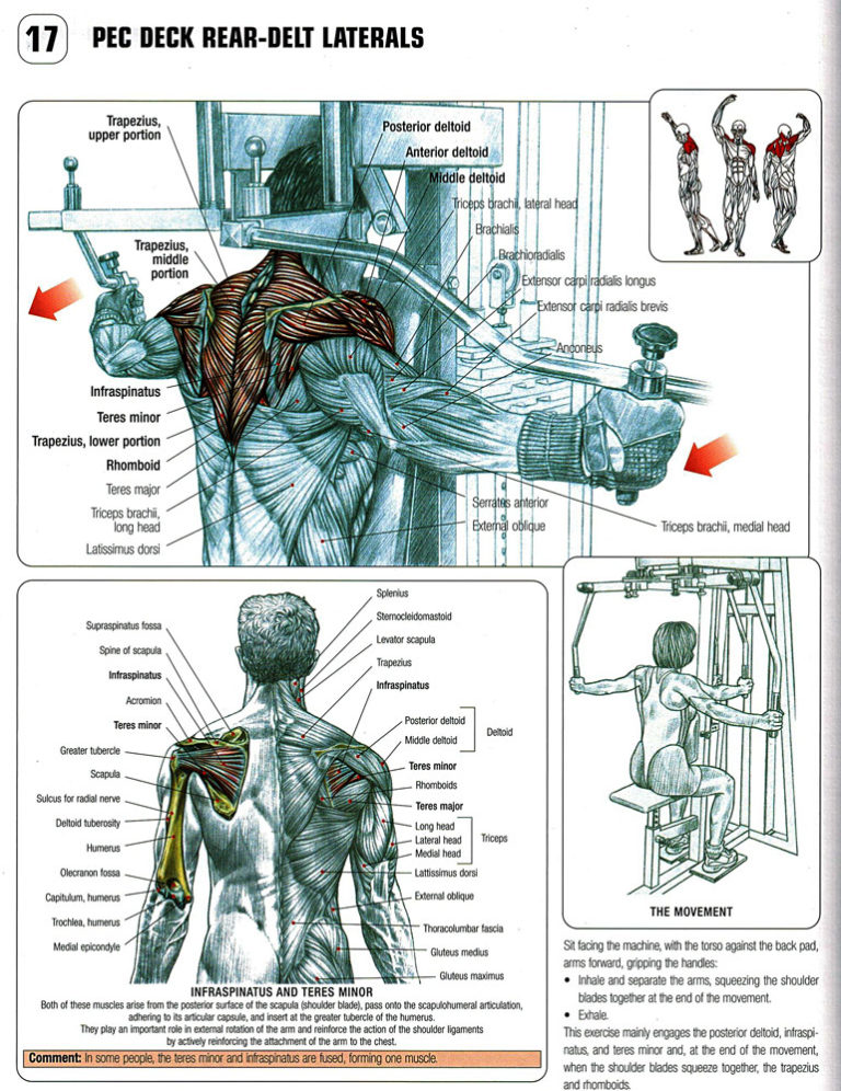 How to Pec Deck Rear Delt Flyes | Videos & Guides