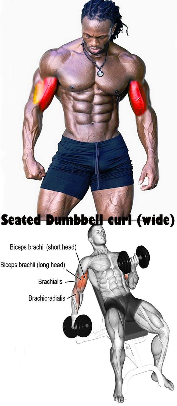 Seated Dumbbell curl (wide)