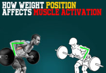 How DoesWeight Position Effect Muscle Activation? How does weight position effect muscle activation?