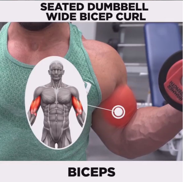 Seated Dumbbell curl (wide)
