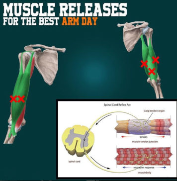 Muscle Releases for Your Arm Day Muscle Releases for Your Arm Day