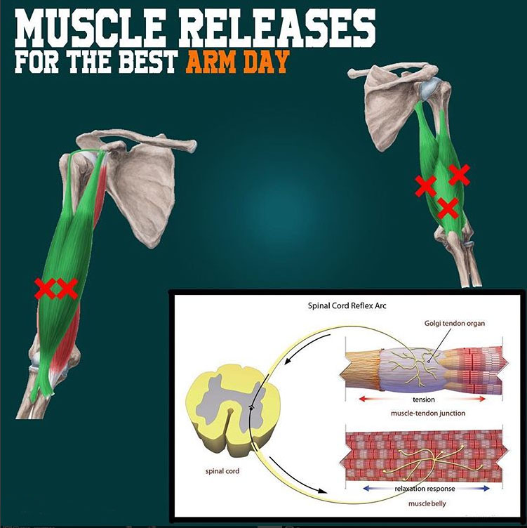 Muscle Releases for Your Arm Day