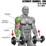 Alternate Dumbbell Curl