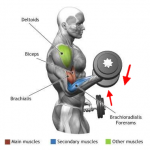 Alternate dumbbell curl_step2