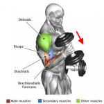 Alternate dumbbell curl_step3