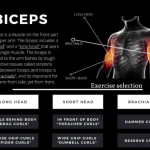 Biceps Workout
