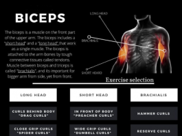 How to Biceps Workout