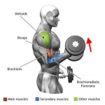 Alternate Dumbbell Curl