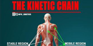 REGIONAL INTERDEPENDENCE | KINETIC CHAIN