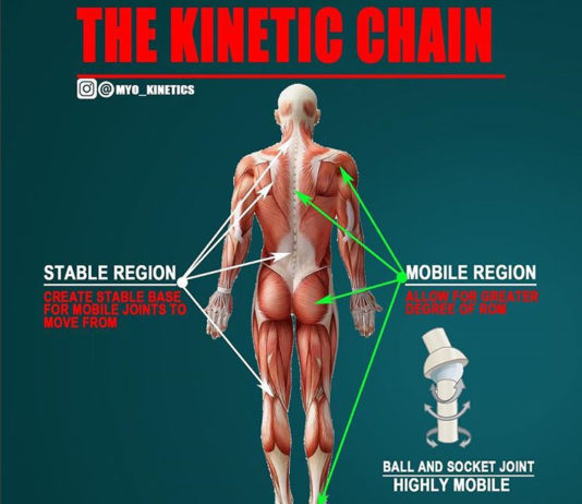 REGIONAL INTERDEPENDENCE | KINETIC CHAIN