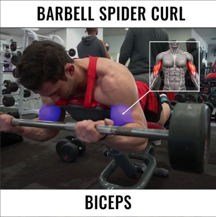🚨BARBELL SPIDER CURL